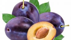 Pierwsze partie śliwek